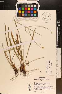 Pityopsis graminifolia image