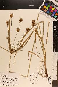 Cyperus retrofractus image