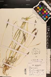 Bothriochloa ischaemum image