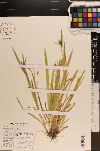 Carex glaucodea image