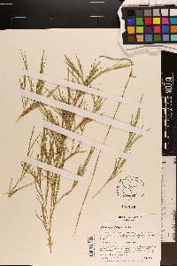 Muhlenbergia glabrifloris image