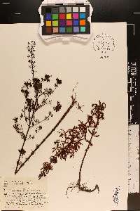 Lysimachia loomisii image