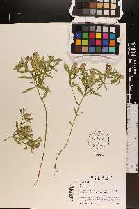 Polygala cruciata image