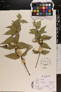 Cuscuta glomerata image