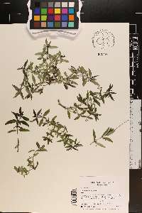Oldenlandia corymbosa image