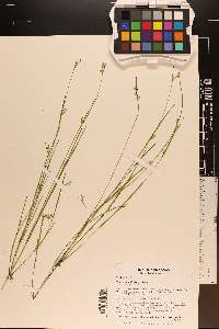 Scleria muehlenbergii image