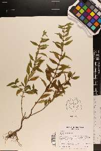 Lycopus rubellus image
