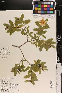 Hypericum frondosum image