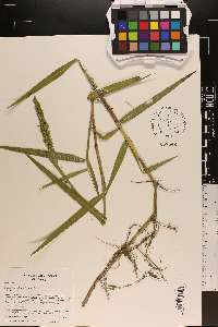 Sacciolepis striata image