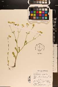 Valerianella nuttallii image