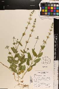 Stachys floridana image