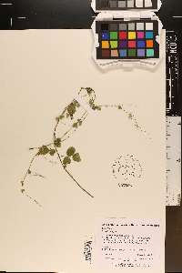 Lespedeza repens image