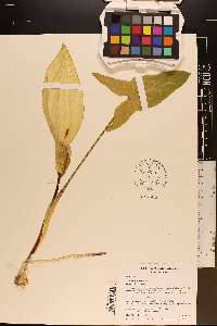 Arum italicum image