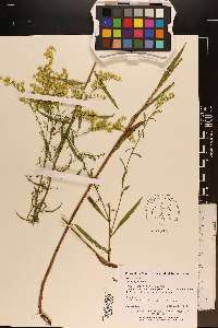 Solidago pinetorum image