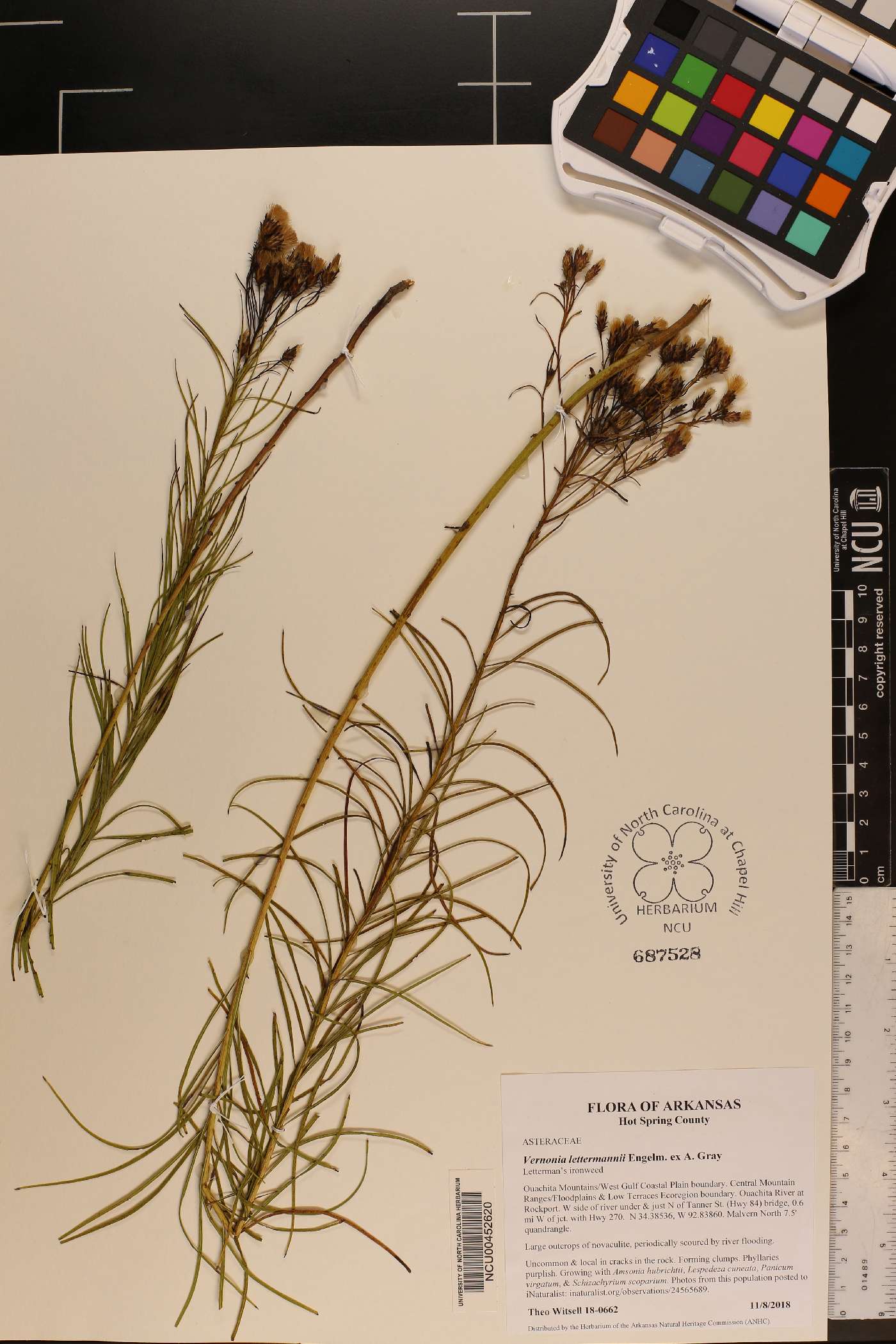 Vernonia lettermanii image