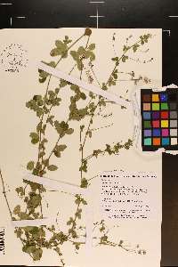 Lespedeza procumbens image