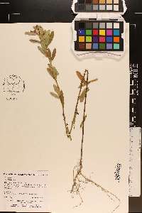 Lespedeza capitata image