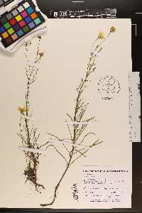 Pityopsis pinifolia image