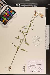 Physostegia virginiana subsp. praemorsa image