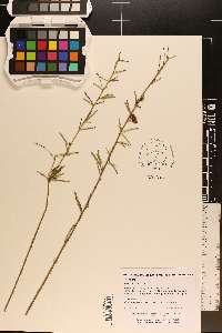 Lespedeza angustifolia image