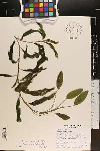 Potamogeton amplifolius image