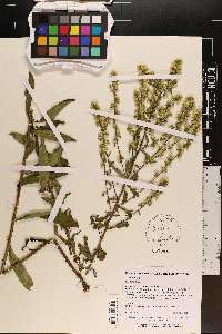 Solidago erecta image