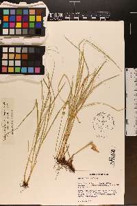 Carex reniformis image