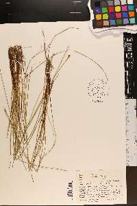 Carex exilis image