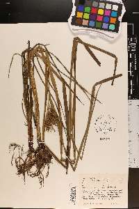 Carex gigantea image