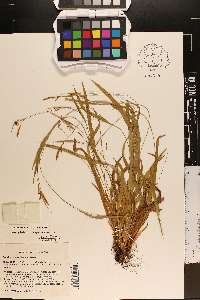 Carex gholsonii image