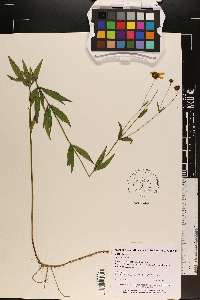 Coreopsis major image