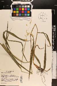 Leersia lenticularis image