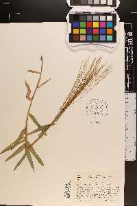 Gymnopogon ambiguus image