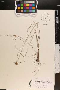 Cyperus filiculmis image