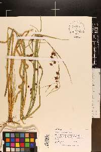 Rhynchospora glomerata image