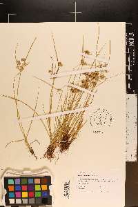 Cyperus surinamensis image