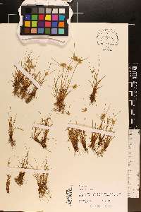 Cyperus flavescens image