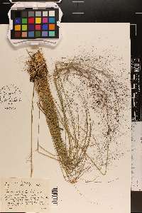 Muhlenbergia capillaris image