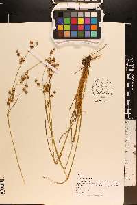 Juncus scirpoides image