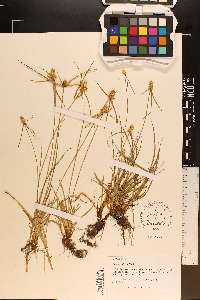 Kyllinga odorata image