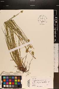 Carex tribuloides var. sangamonensis image