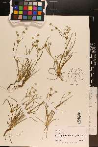 Juncus repens image