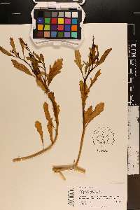 Cakile edentula image