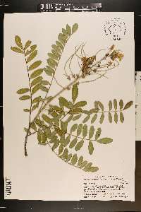 Sophora tomentosa image