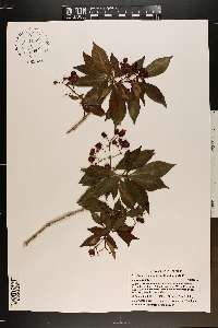 Psychotria ligustrifolia image