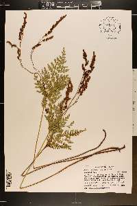 Anemia adiantifolia image