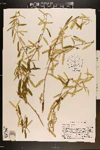 Croton linearis image