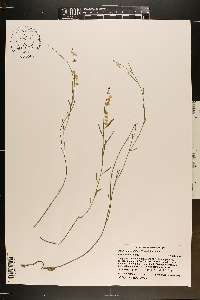 Asemeia grandiflora image