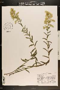 Solidago chapmanii image