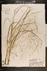 Eragrostis elliottii image